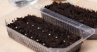 Jak a kdy zasadit rajčata pro sazenice doma, tajemství a načasování